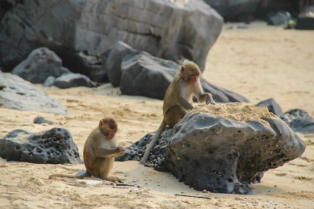 Monkeys on Cat Dua Island