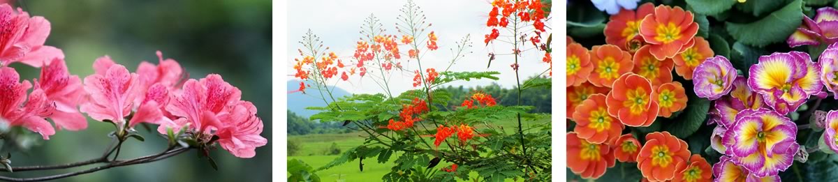 Flowers seen on our Laos to China river cruise