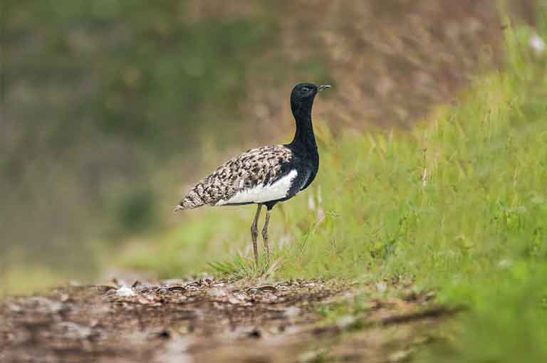 Bengal Florican