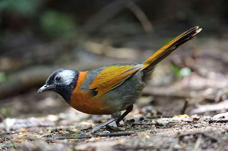 Collared Laughingthrush