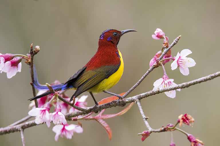 Gould's Sun Bird