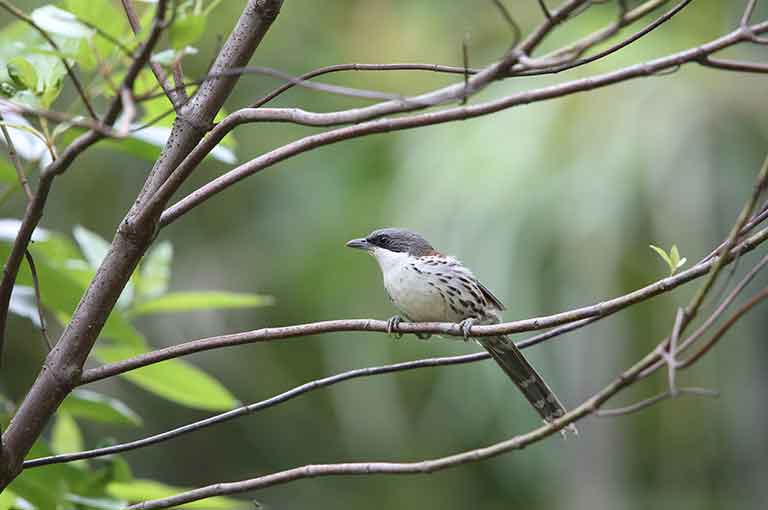 Grey Crowned Crocias