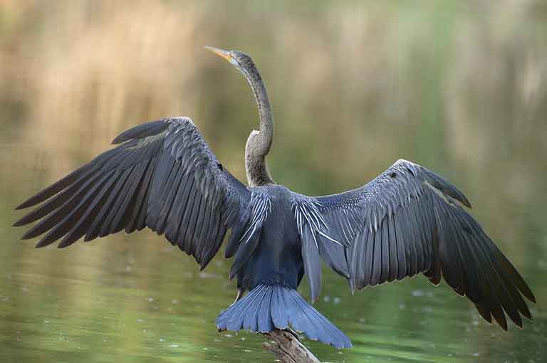 Oriental Darter