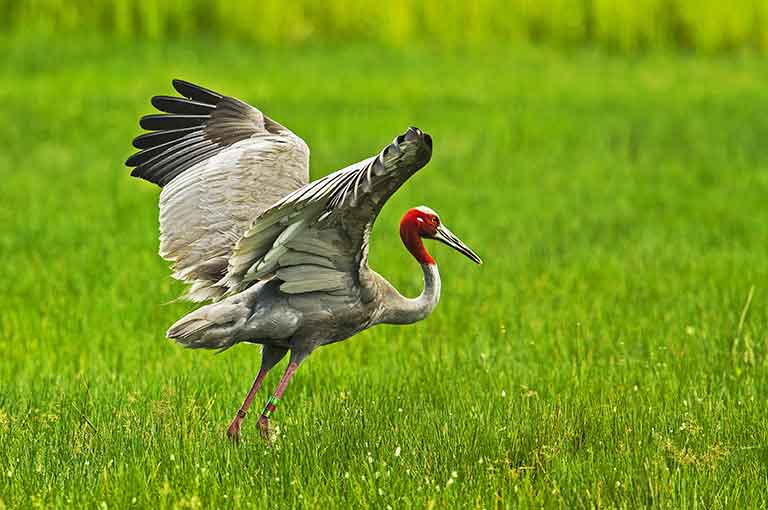 Sarus Cranes