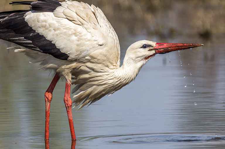 White Stork