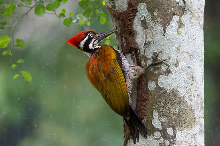 Woodpecker