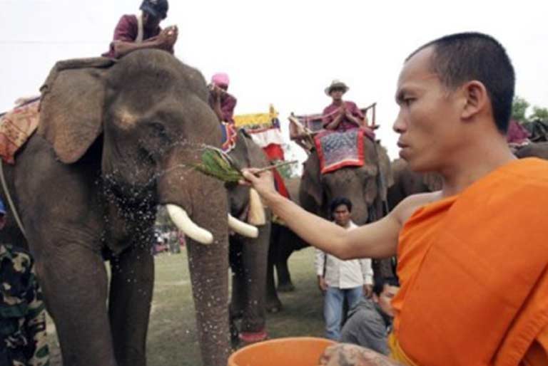 Elephant Festival