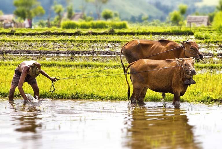 A farmer ploughs in the centuries-old