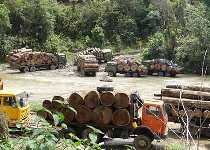 Out of the woods: Can Burma's great forests be saved?