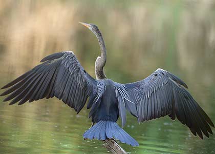 Birdlife on the Mekong River