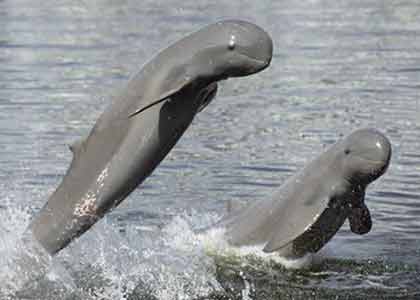 Dolphin delight: New opportunities to see the Mekong's favourite inhabitants