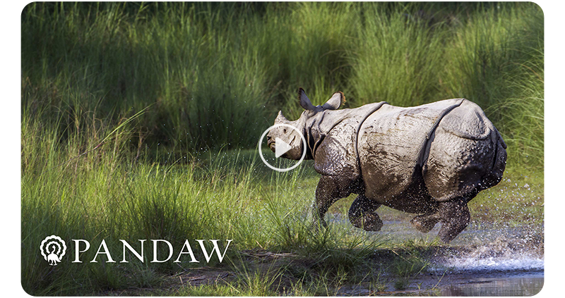 Pandaw Cruises