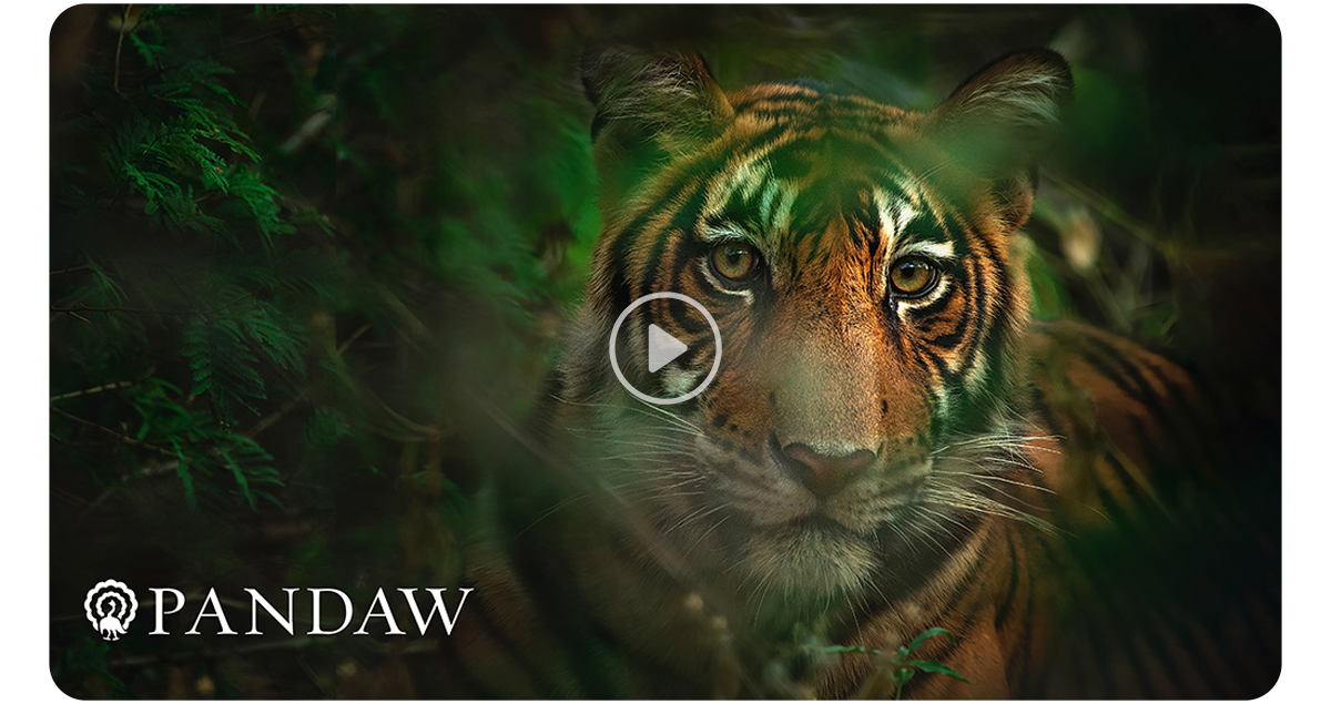 Pandaw Cruises