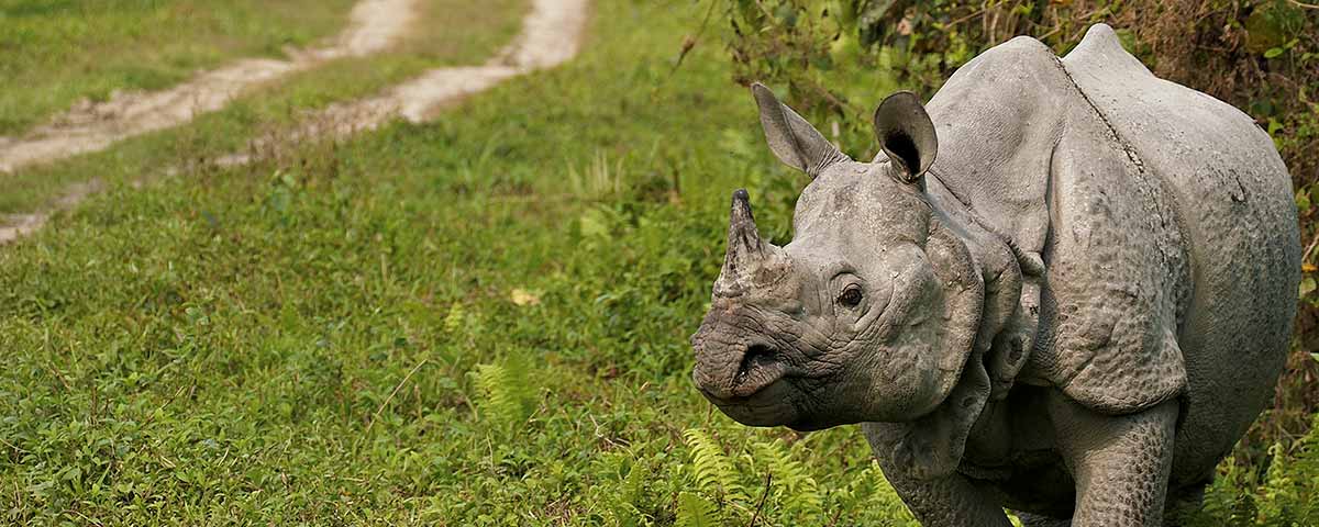 Pandaw Kaziranga 2