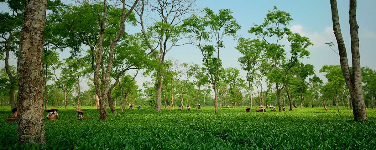 Pandaw Silghat 4