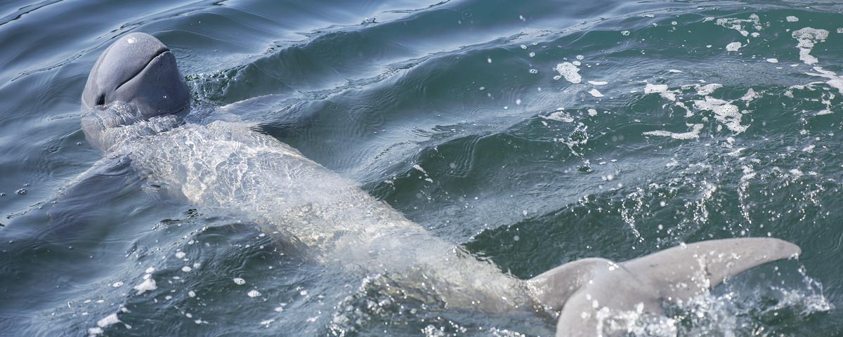 Pandaw Irrawaddy Dolphin 2