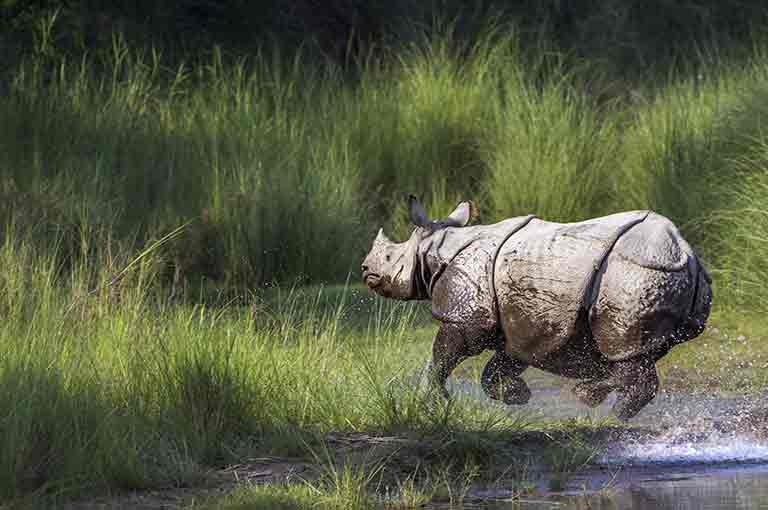 River Cruise itinerary for Kaziranga National Park