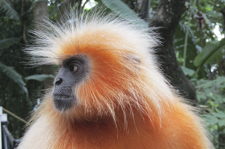 River Cruise itinerary for Majuli, Neamati Ghat and Sibsagar