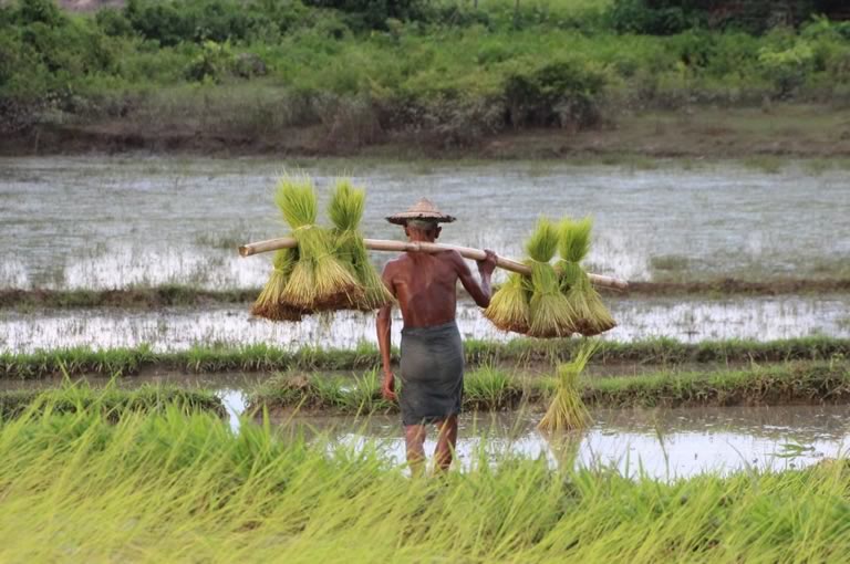 River Cruise itinerary for Myaungmya
