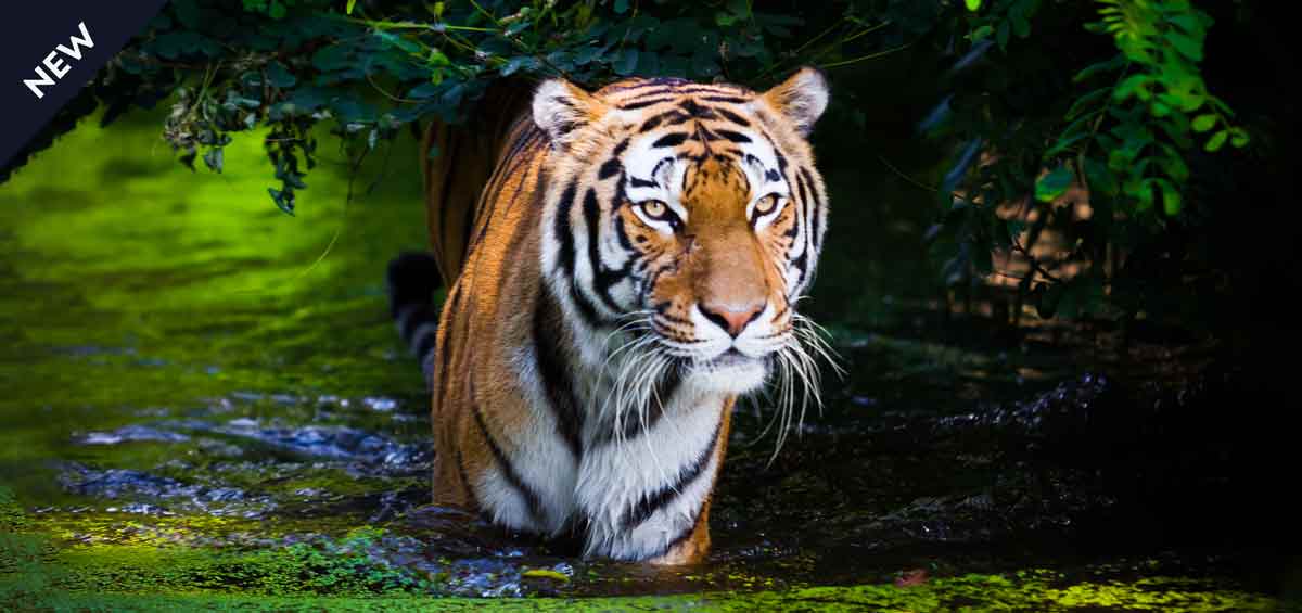 "Into the Wild: Wilderness Expeditions with Royal Sundarban Tourism" 9 Sundarban Tourism