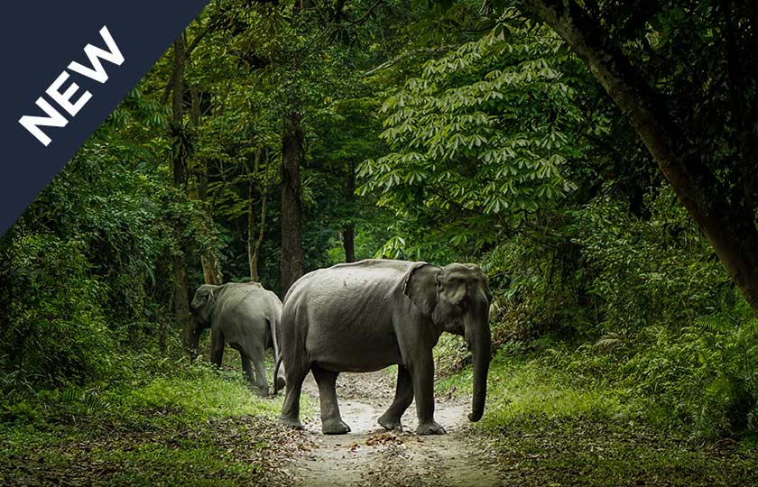 River Cruise itinerary for All Assam on the Brahmaputra