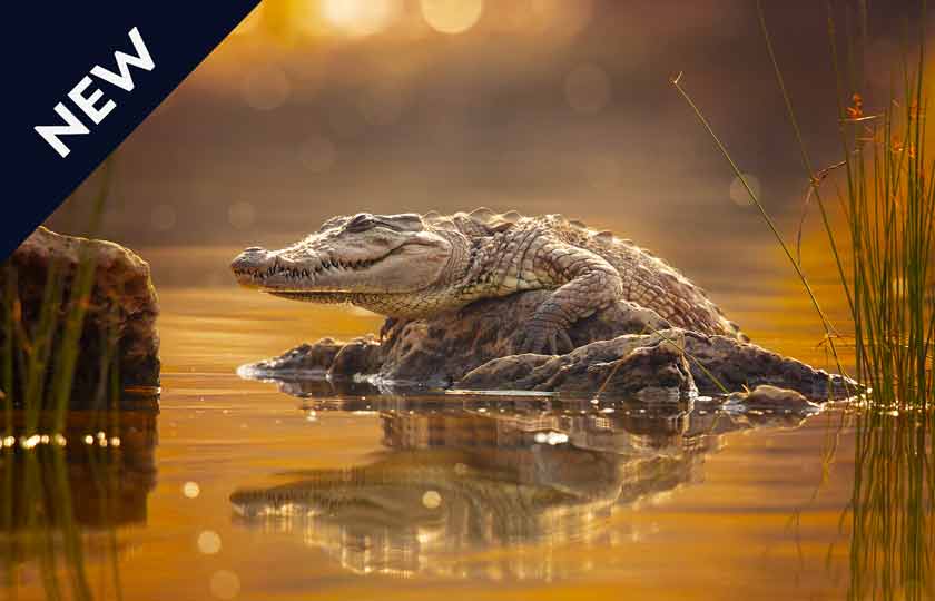 River Cruise itinerary for Bengal to Assam and the Sundarbans