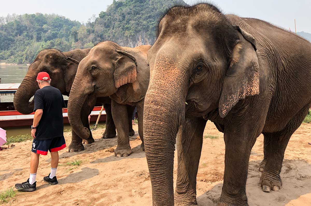 Elephant opposite Pakbeng