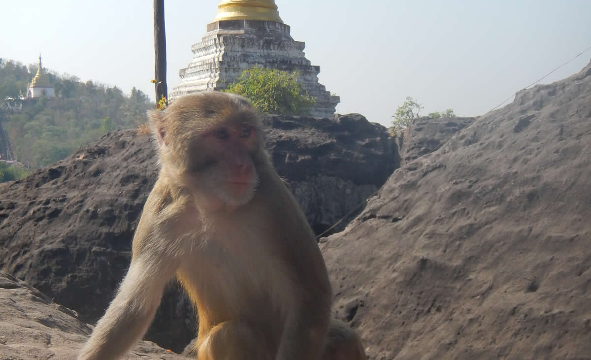 Golden Monkey at Phowin Taung