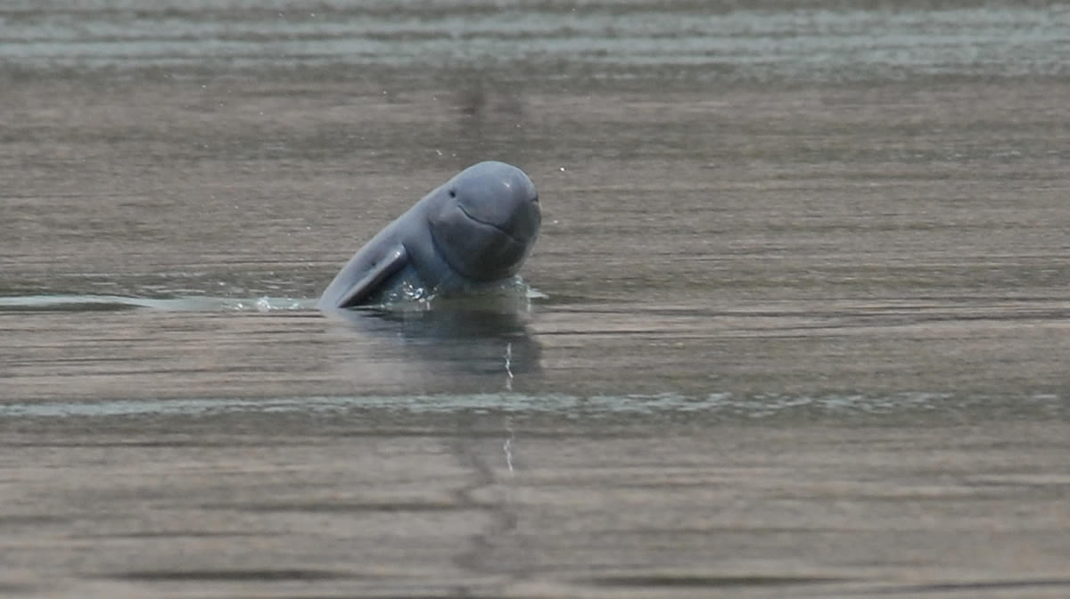 Dolphin at Kratie