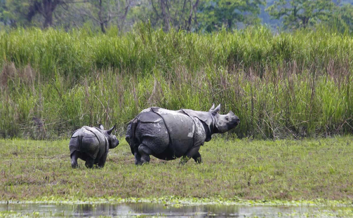 Rhinos at Kaziranga National Park